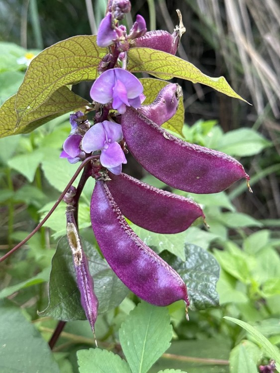 ¿Por qué es tan innovador este chicle antiviral?