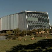 ¡Invasión Peluda! Capybaras se apoderan de ciudad en Argentina y desatan el caos