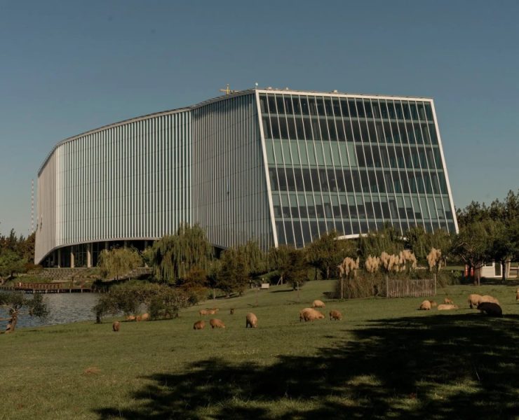 ¡Invasión Peluda! Capybaras se apoderan de ciudad en Argentina y desatan el caos