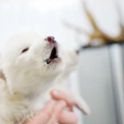 Lobos terribles especie extinta es revivida con ADN