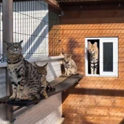 red de contrabando de gatos exóticos