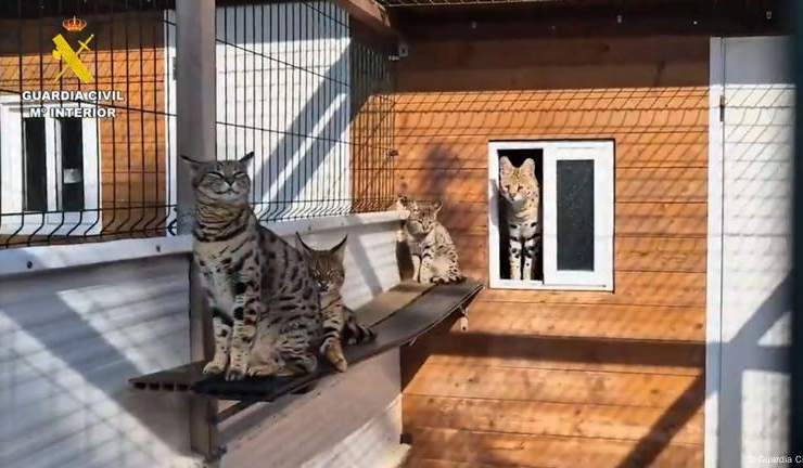 red de contrabando de gatos exóticos