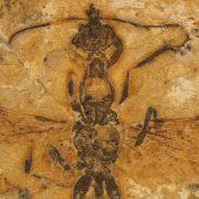 Descubren fósil en Brasil