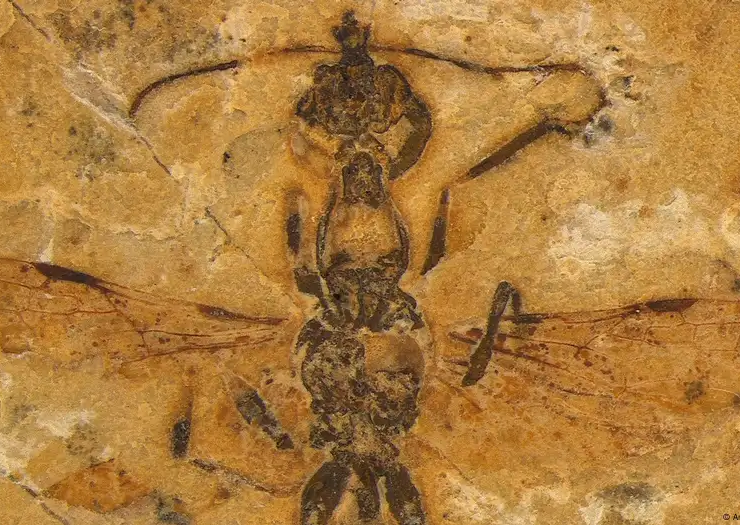 Descubren fósil en Brasil