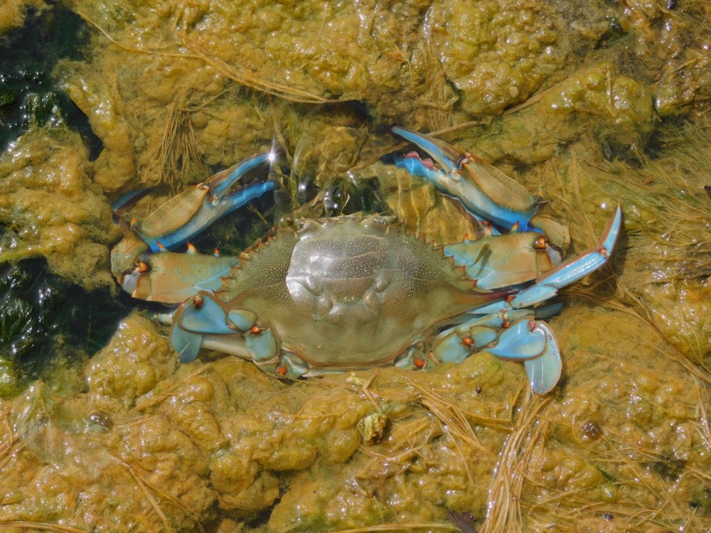 En riesgo la mortandad de larvas de jaibas y escamas ante sequía