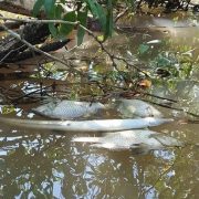 En riesgo la mortandad de larvas de jaibas y escamas ante sequía