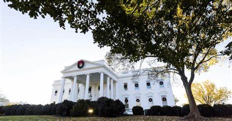 ¿Qué opinan los expertos sobre la tala del árbol?