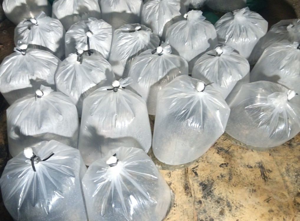 Con retraso la entrega de alevines para acuicultores