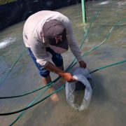 Con retraso la entrega de alevines para acuicultores