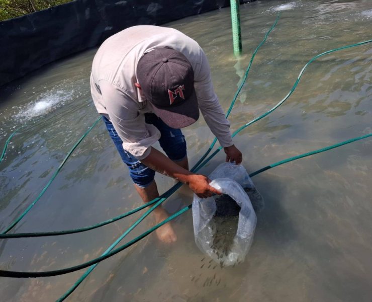 Con retraso la entrega de alevines para acuicultores