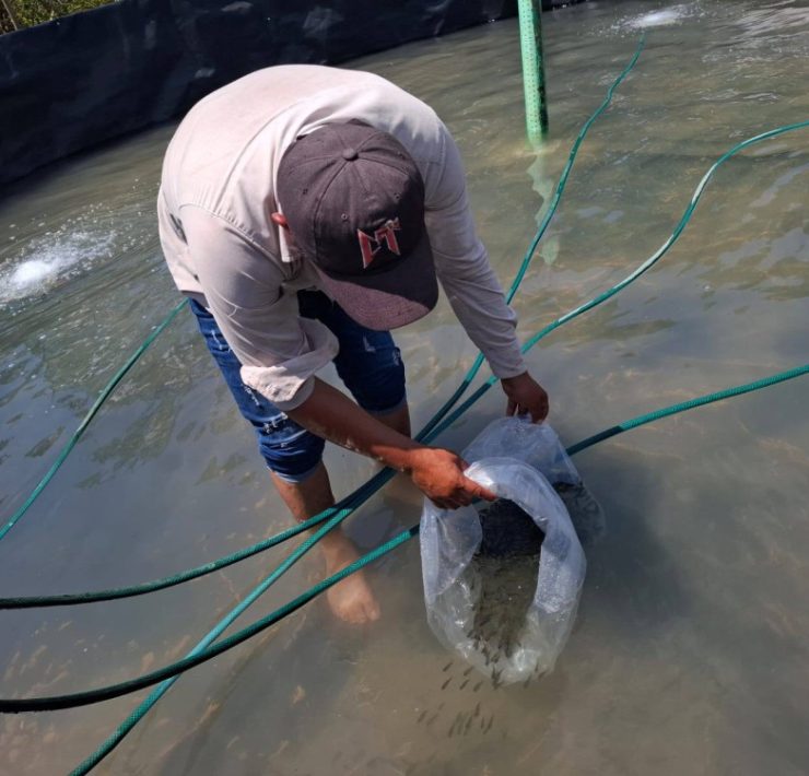 Con retraso la entrega de alevines para acuicultores