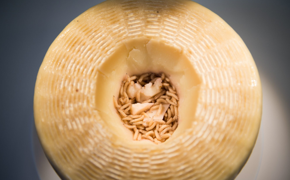 Casu Marzu un queso con gusanos que está prohibido pero todos quieren probar