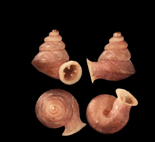 ¿Por qué bautizan a un caracol como 'Picasso'?