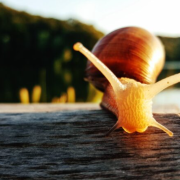 Bautizan a un caracol como 'Picasso' y su aspecto sorprende al mundo