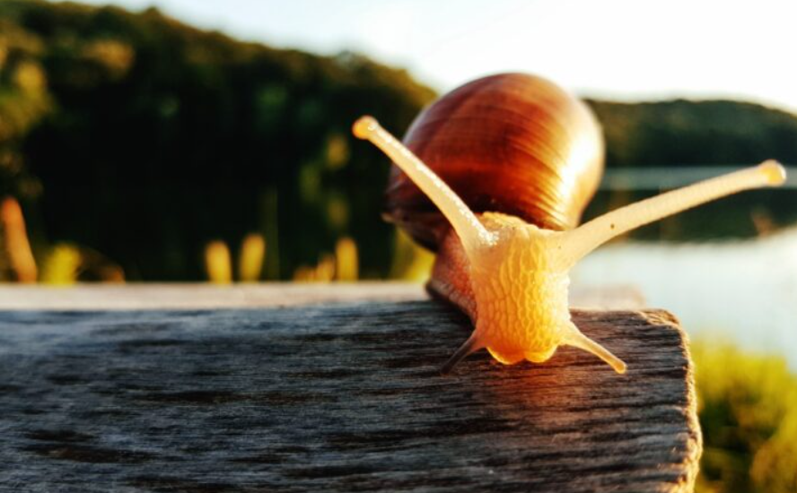 Bautizan a un caracol como 'Picasso' y su aspecto sorprende al mundo