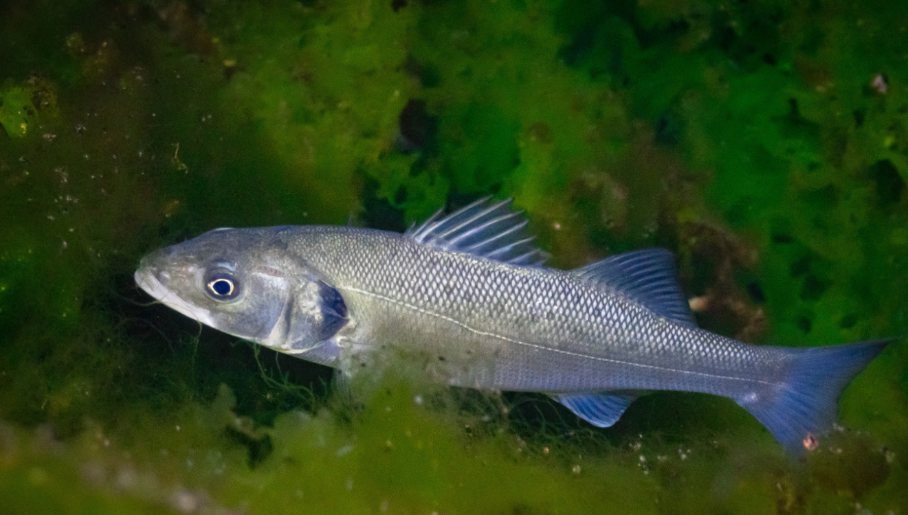¿Por qué quieren crear granjas espaciales de peces en el espacio?