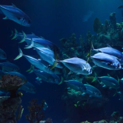 ¡Quieren crear granjas espaciales de peces y no vas a creer por qué!