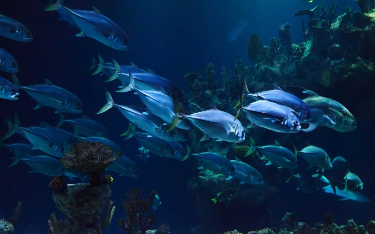 ¡Quieren crear granjas espaciales de peces y no vas a creer por qué!