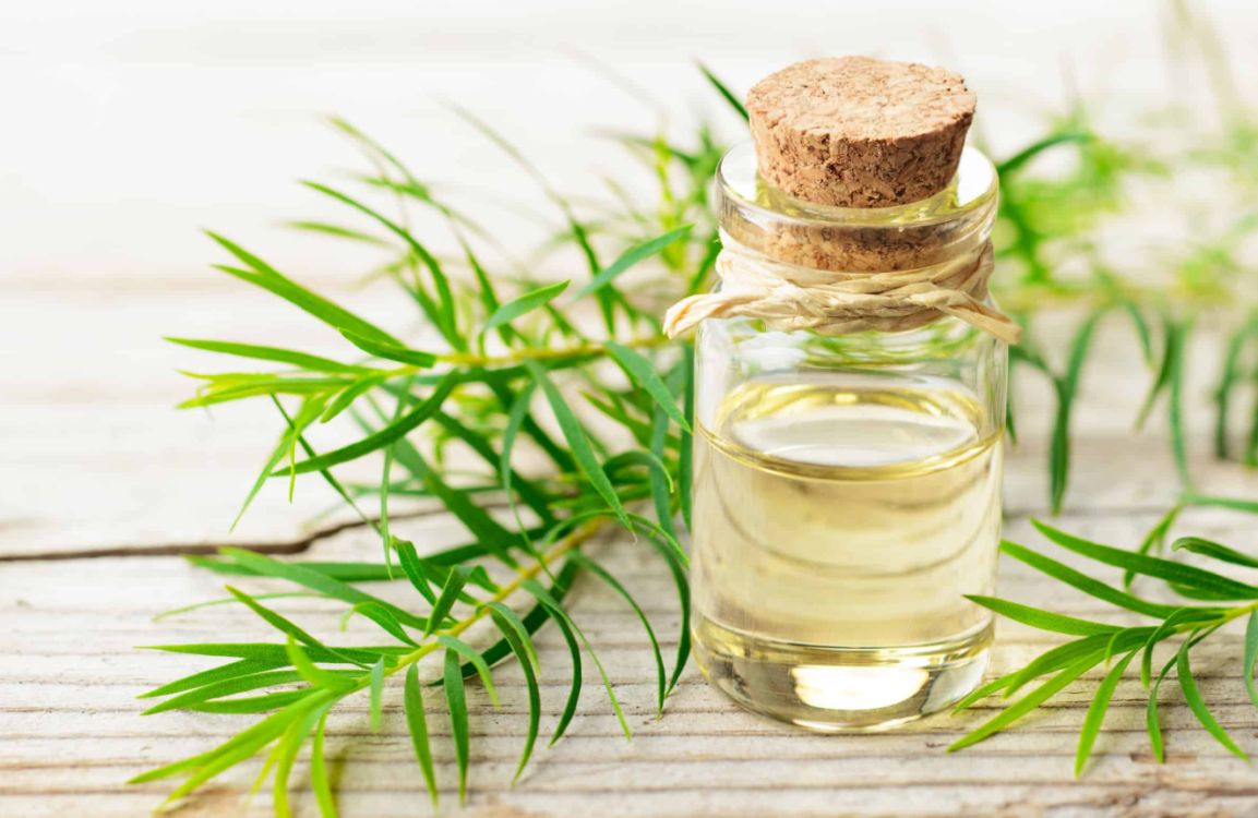 Aceite esencial de árbol de té: Poder natural antimicrobiano