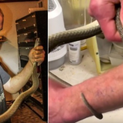 Hombre se deja morder por serpientes y se vuelve un tesoro científico