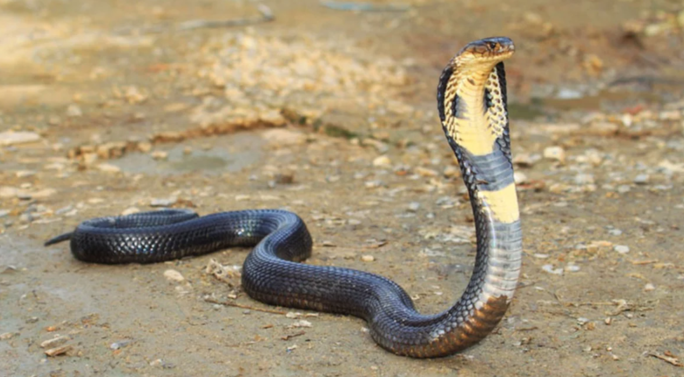 ¿Por qué este hombre se deja morder por serpientes?