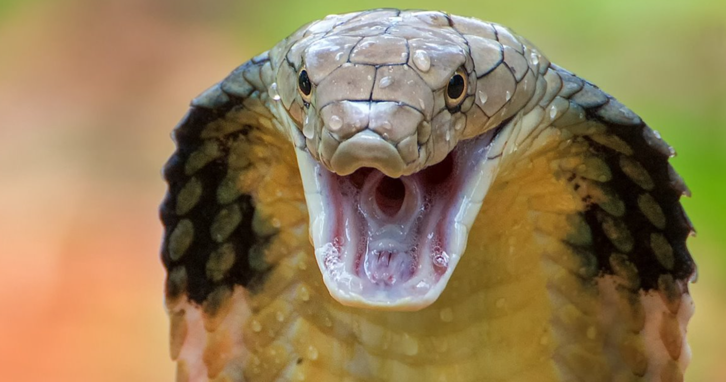 La ciencia detrás de dejarse morder por serpientes