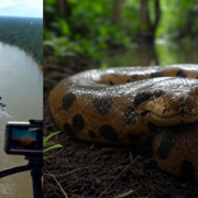 ¡Impactante! Captan colosal serpiente en vídeo. Esto en el Amazonas