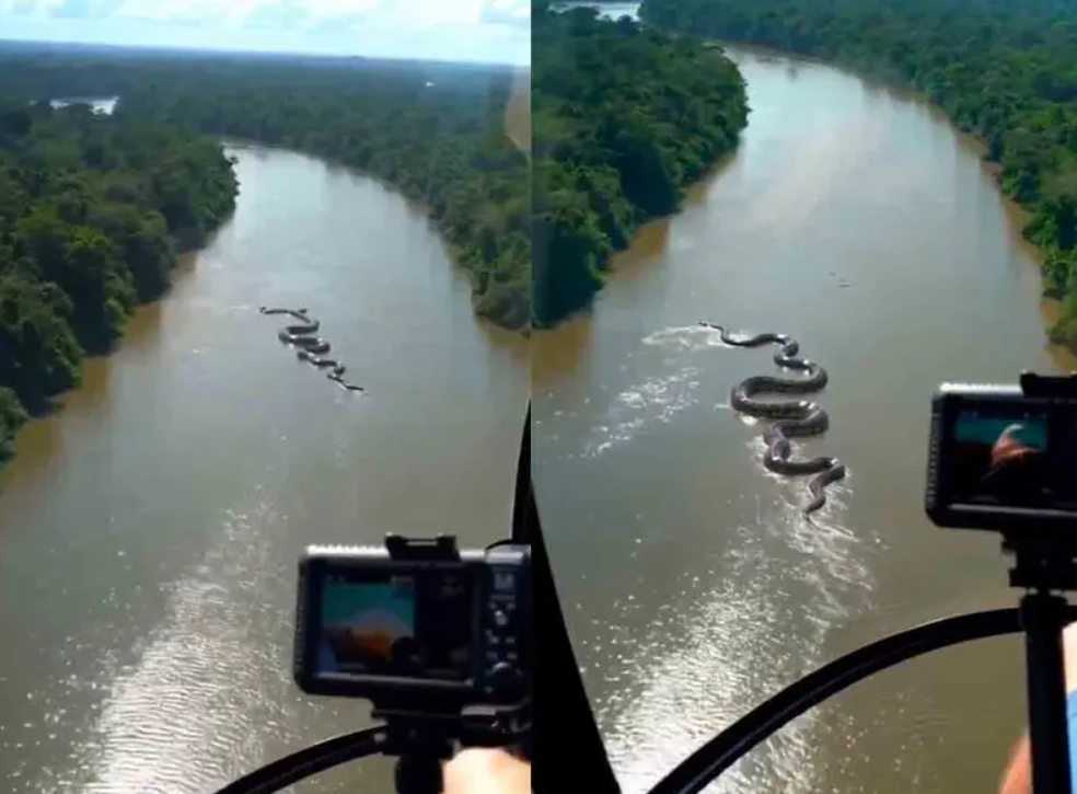 Reacciones y teorías: ¿Es posible una anaconda de ese tamaño?