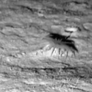 Criatura con 24 tentáculos aparece en el mar profundo