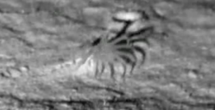 ¿Qué es Iosactis vagabunda? La criatura con 24 tentáculos que desafía lo conocido