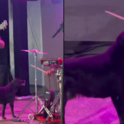 ¡Increíble! Perro le quita la baqueta a un baterista en pleno show y se vuelve viral