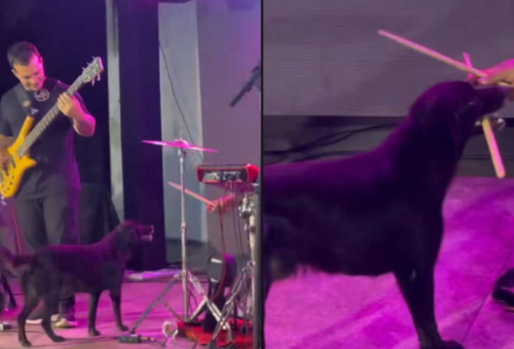 ¡Increíble! Perro le quita la baqueta a un baterista en pleno show y se vuelve viral