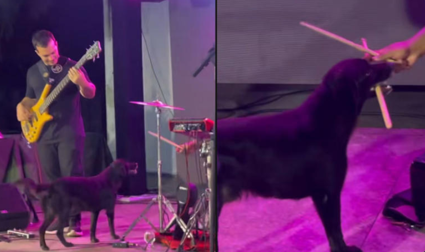 ¡Increíble! Perro le quita la baqueta a un baterista en pleno show y se vuelve viral