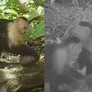 monos capuchinos 'roban' crías de otras especies por puro aburrimiento