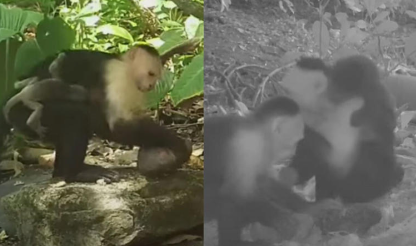 monos capuchinos 'roban' crías de otras especies por puro aburrimiento