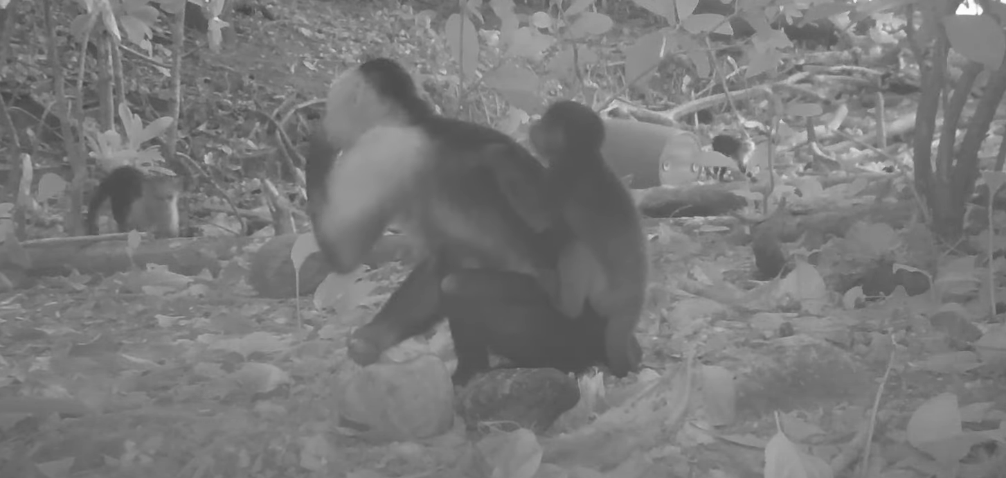 ¿Es este caso único en el reino animal?