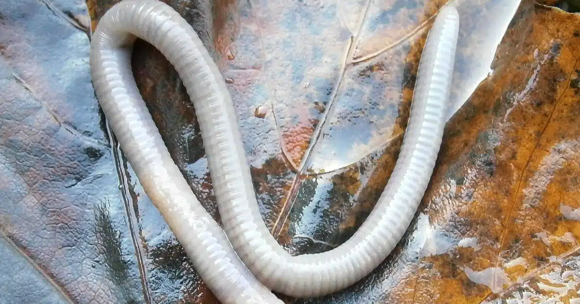 ¿Cómo los gusanos de Chernóbil evolucionaron para resistir la radiación?