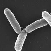 Antigua enfermedad resiste antibióticos y se propaga mucho más rápido