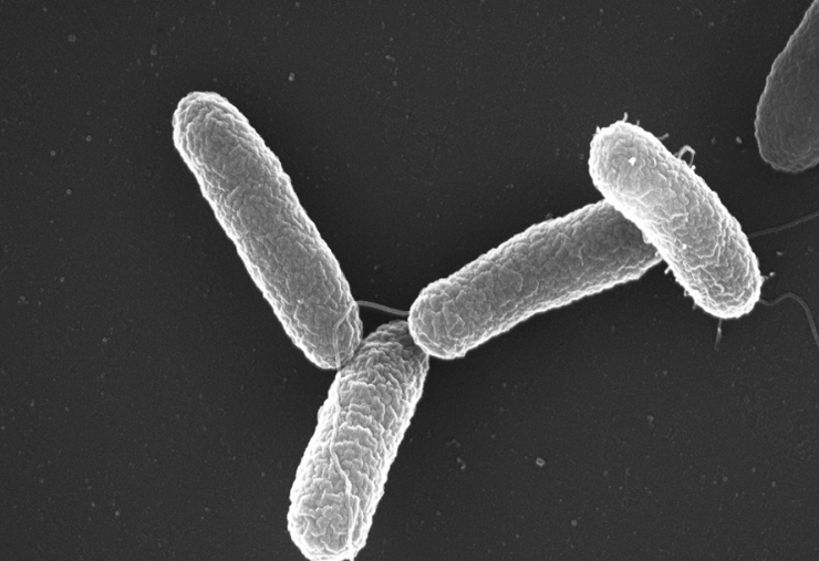 Antigua enfermedad resiste antibióticos y se propaga mucho más rápido