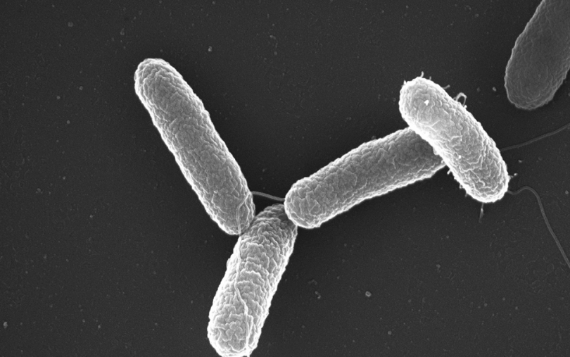 Antigua enfermedad resiste antibióticos y se propaga mucho más rápido
