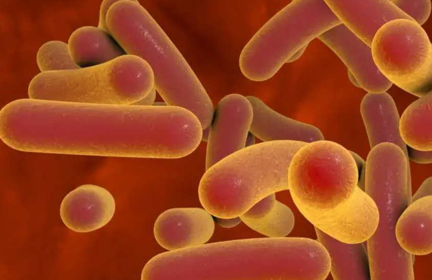 ¿Qué es la fiebre tifoidea y por qué está regresando?