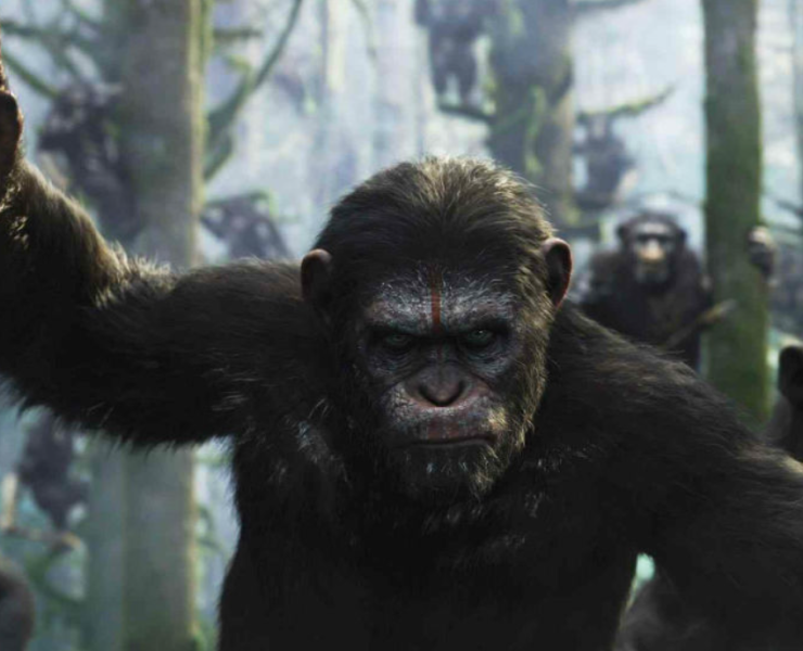 Chimpancés inventan forma de comunicación que recuerda al código morse