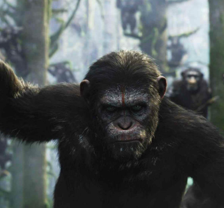 Chimpancés inventan forma de comunicación que recuerda al código morse