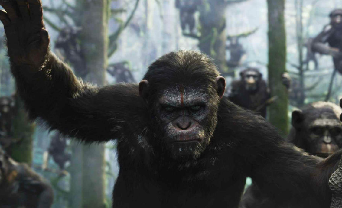 Chimpancés inventan forma de comunicación que recuerda al código morse