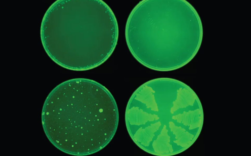 ¿Cómo LA IA crea un antibiótico que combate súper bacterias?