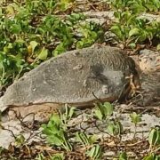Tortuga de carey anida en el Malecón Costero de Playa Norte