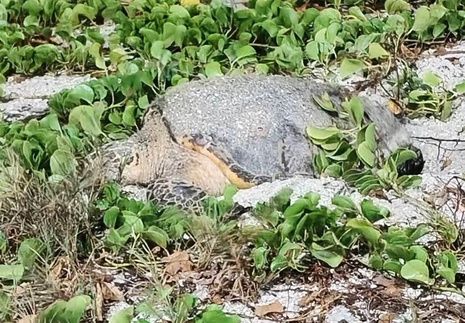 Tortuga de carey anida en el Malecón Costero de Playa Norte