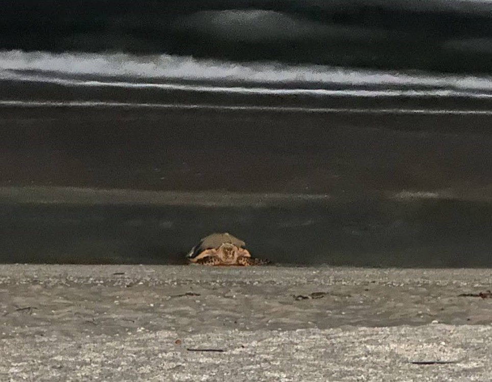 Tortuga de carey anida en el Malecón Costero de Playa Norte