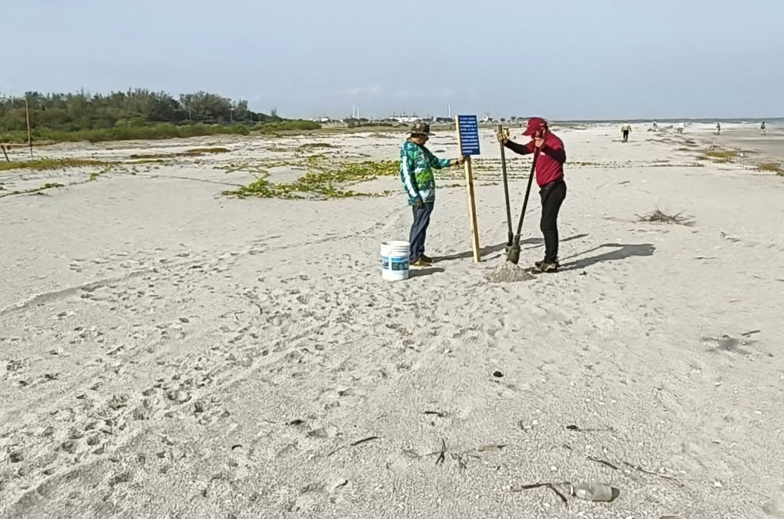 Recorren zona de anidación de charrán mínimo