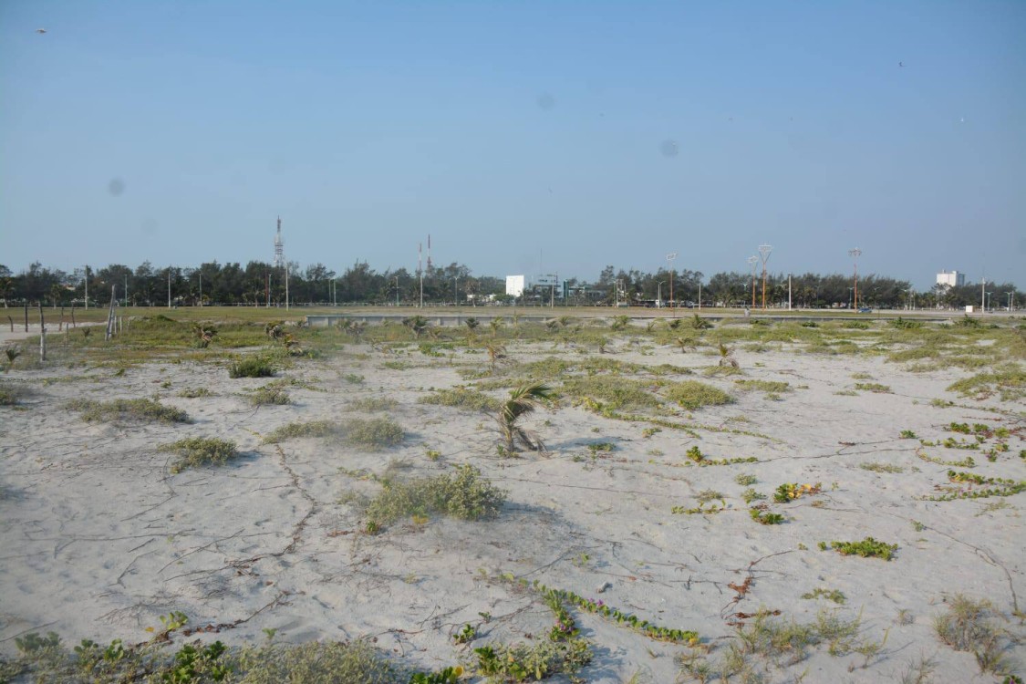 Recorren zona de anidación de charrán mínimo